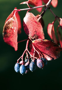 Rusty Blackhaw fruit and red leaves